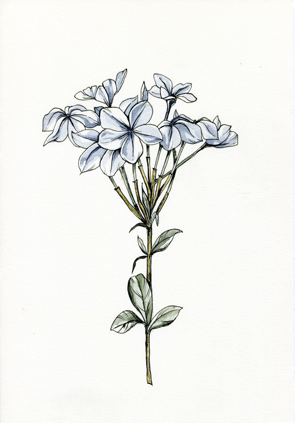Day 13 - Plumbago