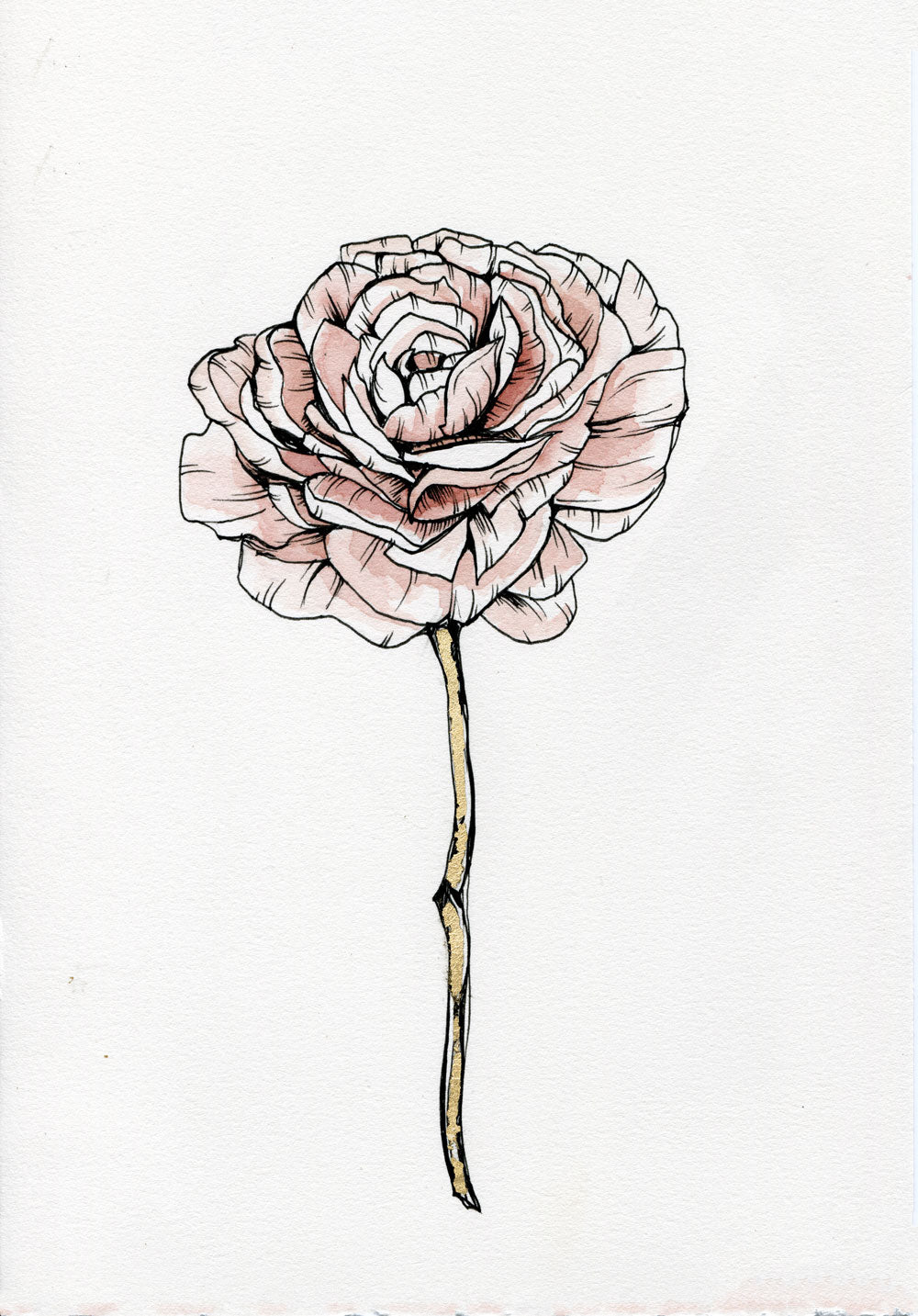 Day 15 - Ranunculus