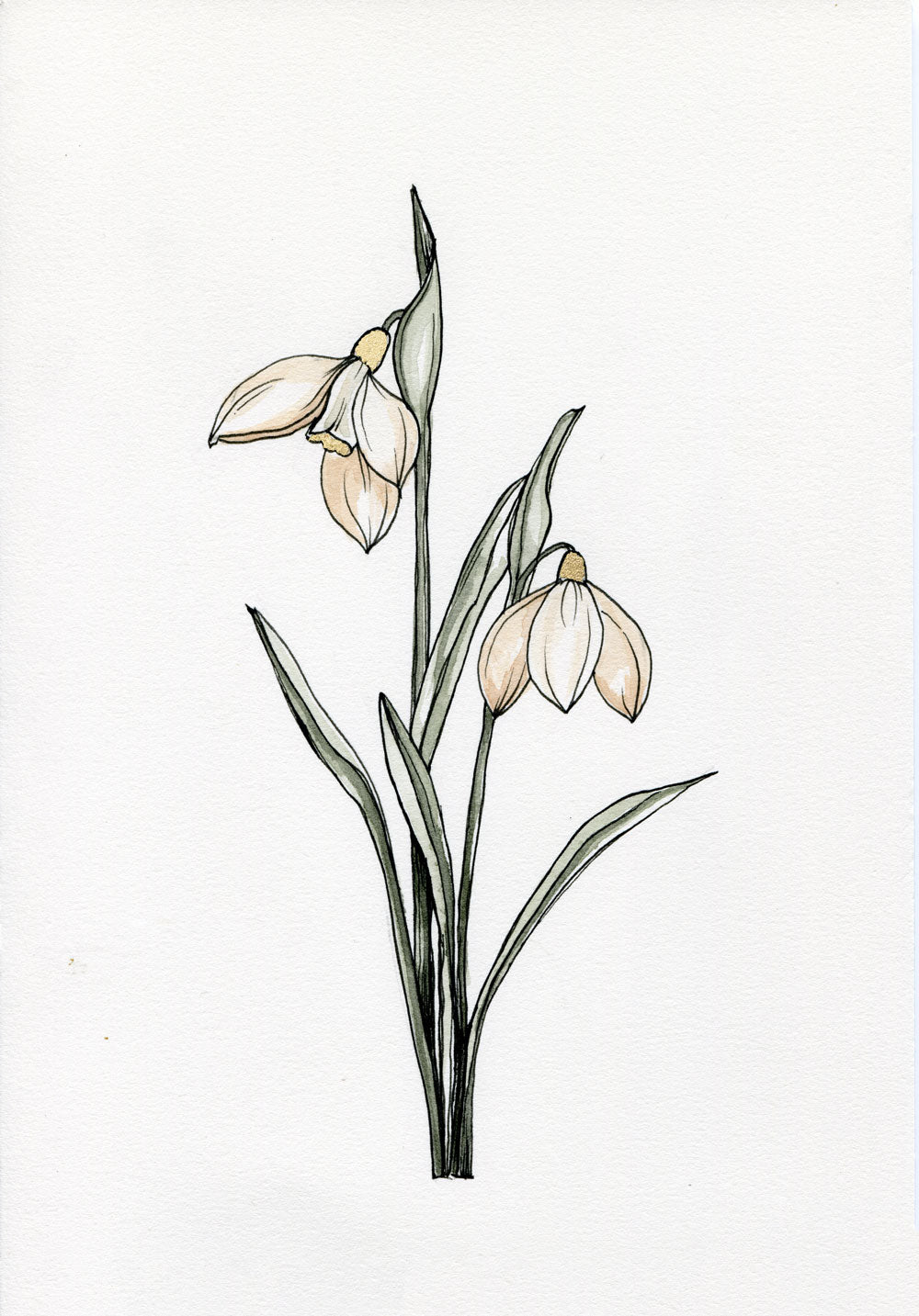 Day 17 - Snowdrop