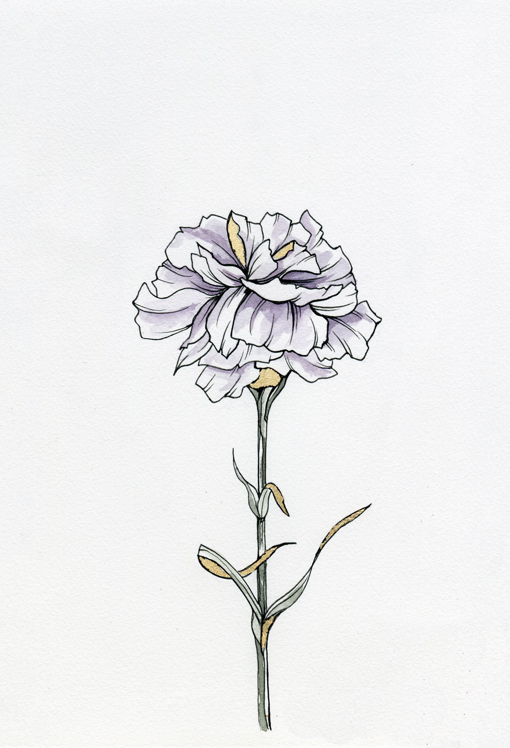 Day 23 - Carnation