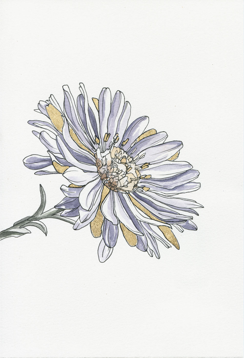 Day 27 - Aster