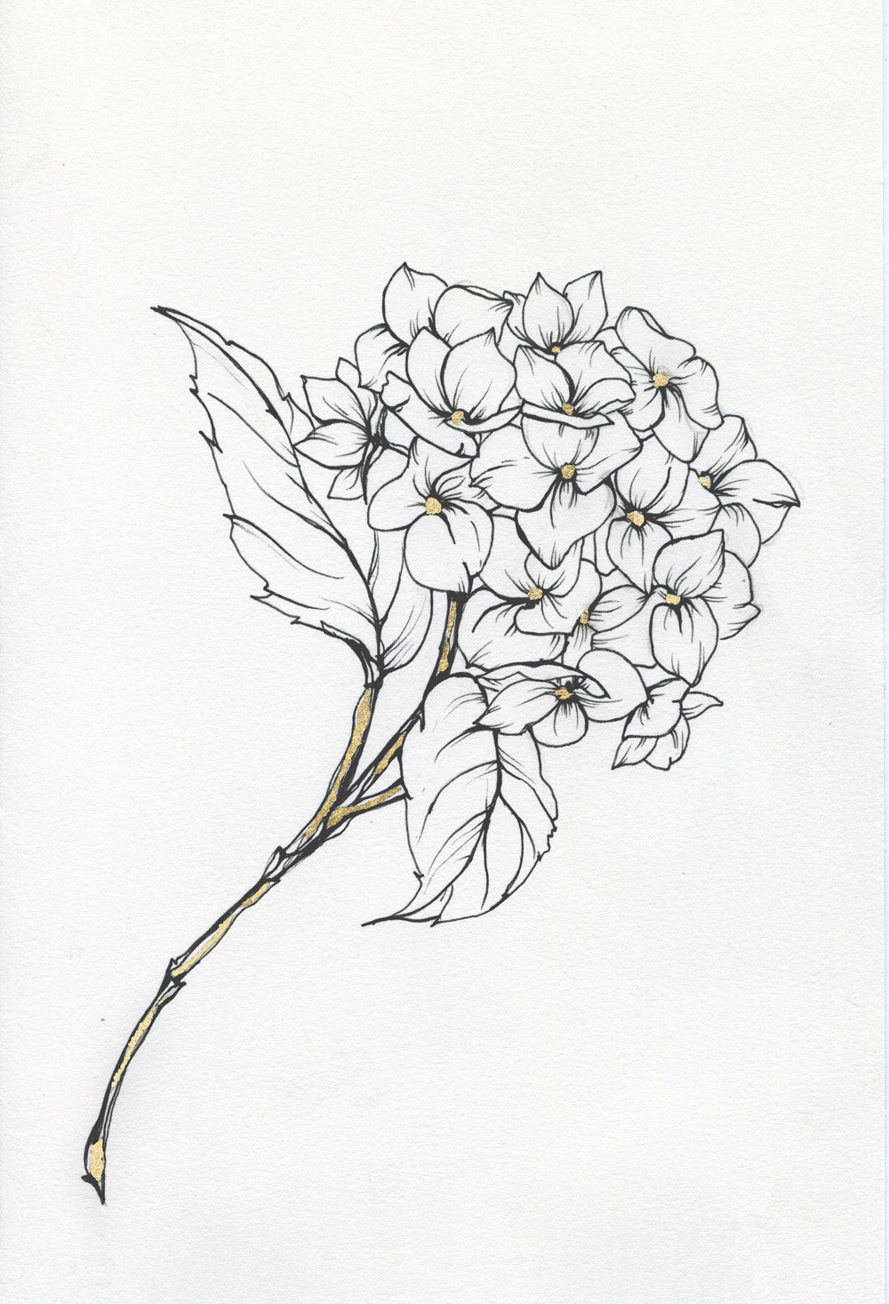 Day 7 - Hydrangea