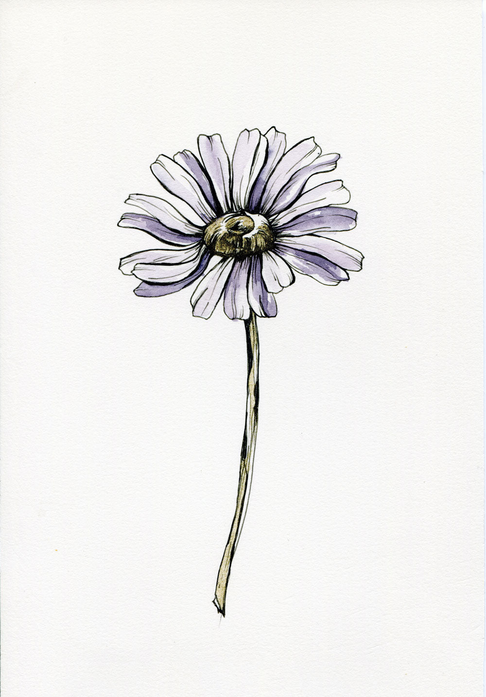 Day 8 - Daisy