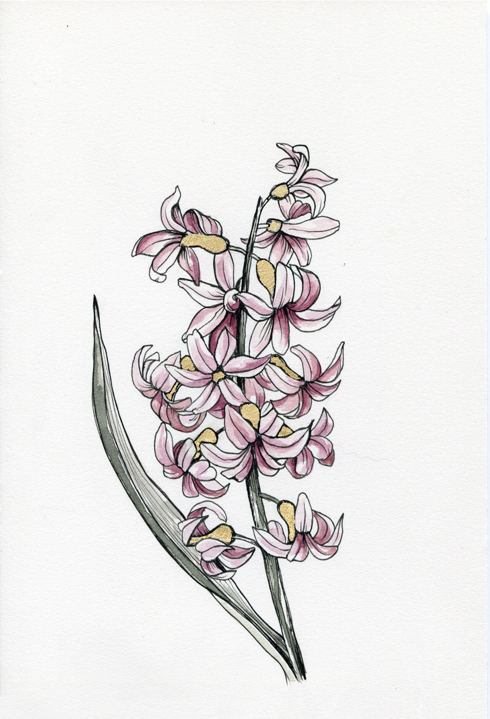 Day 20 - Hyacinth