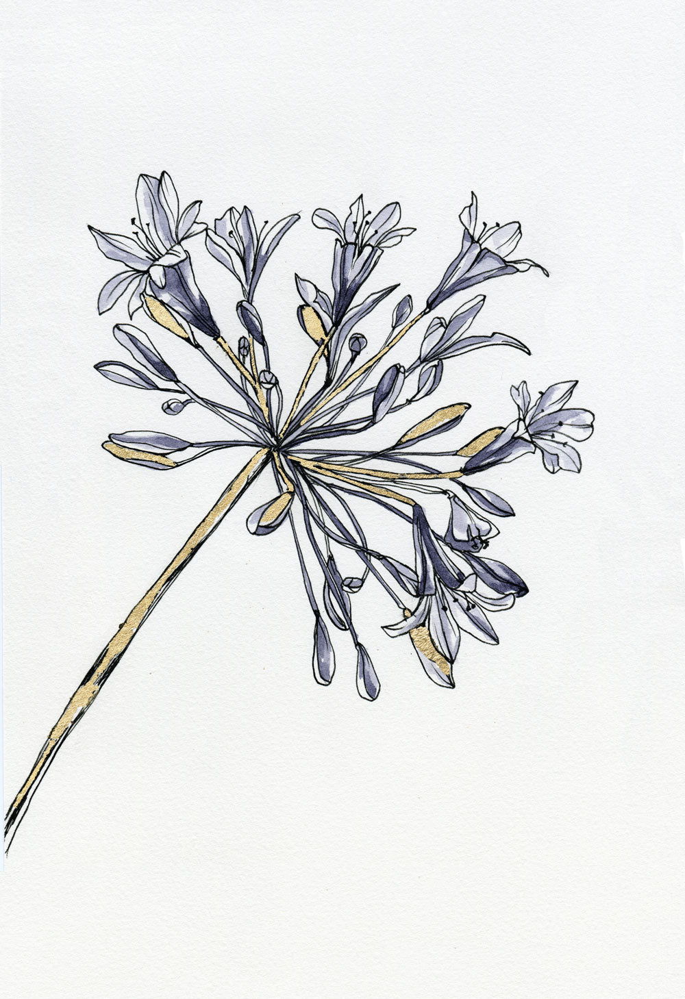 Day 24 - Agapanthus